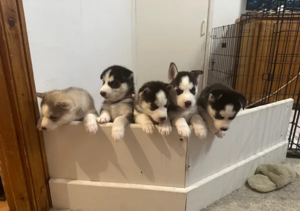 3 CUCCIOLI DI SIBERIAN HUSKY ALLEVATI CON AMORE per adozione 
