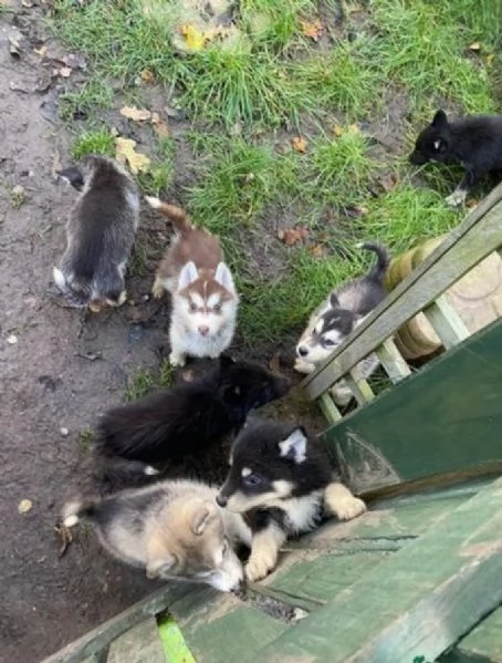3 CUCCIOLI DI SIBERIAN HUSKY ALLEVATI CON AMORE per adozione 