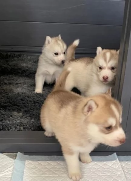 3 CUCCIOLI DI SIBERIAN HUSKY ALLEVATI CON AMORE per adozione 
