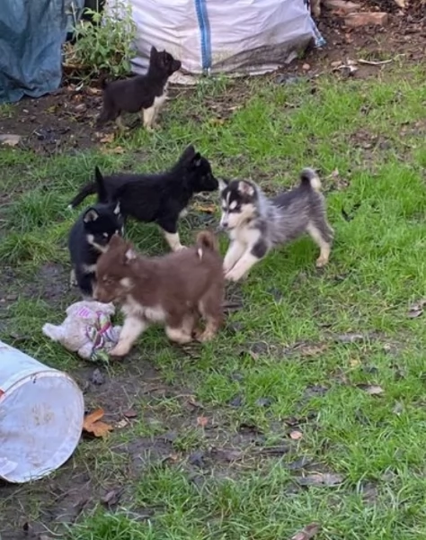 3 CUCCIOLI DI SIBERIAN HUSKY ALLEVATI CON AMORE per adozione 