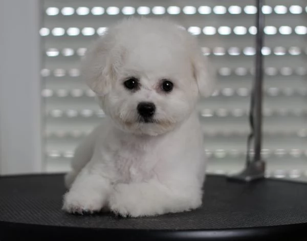 Cuccioli di BICHON A POIL FRISE | Foto 5