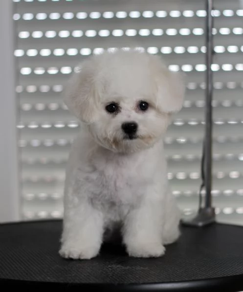Cuccioli di BICHON A POIL FRISE | Foto 4