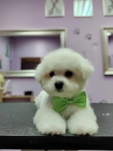 Cuccioli di BICHON A POIL FRISE | Foto 3