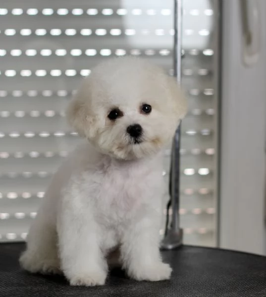 Cuccioli di BICHON A POIL FRISE | Foto 2