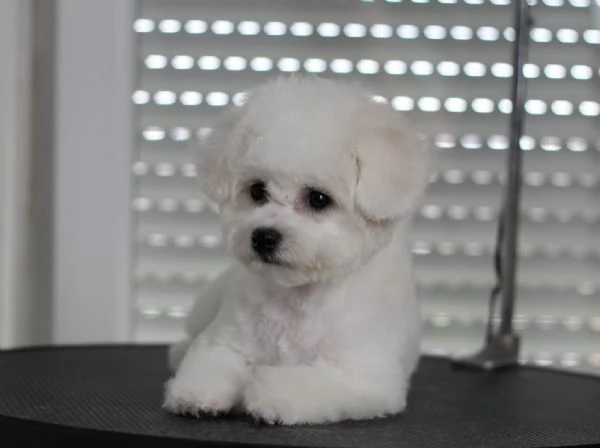 Cuccioli di BICHON A POIL FRISE | Foto 1