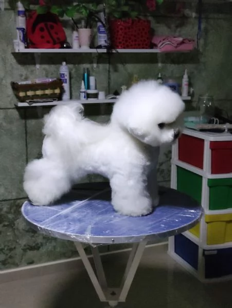 Cuccioli di BICHON A POIL FRISE