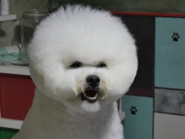 Cuccioli di BICHON A POIL FRISE | Foto 0