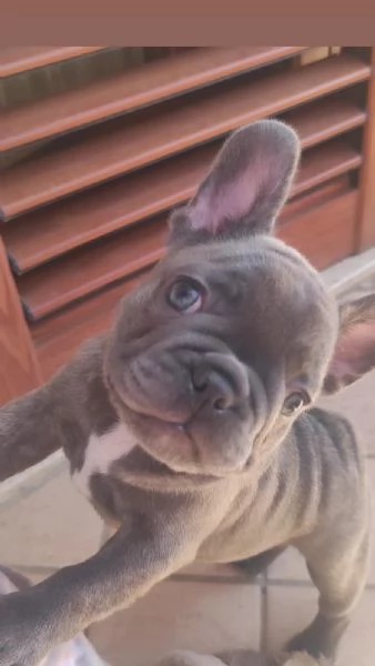 Bulldog francese exotic