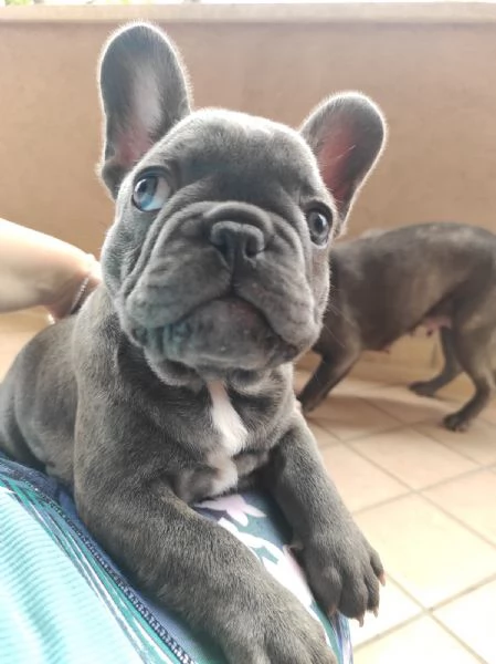 Bulldog francese exotic | Foto 2