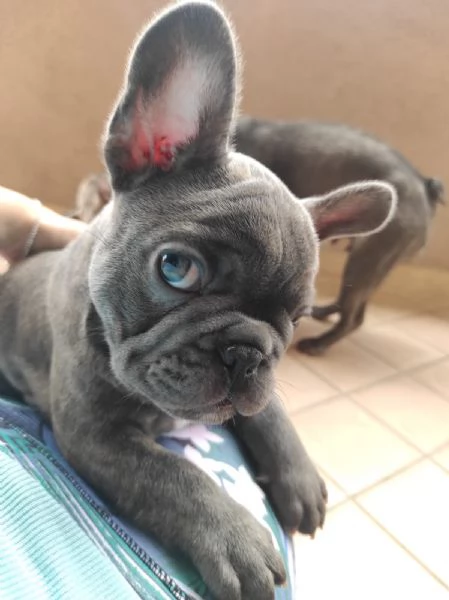 Bulldog francese exotic | Foto 1