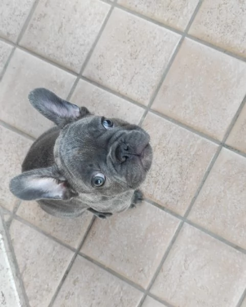 Bulldog francese exotic | Foto 0