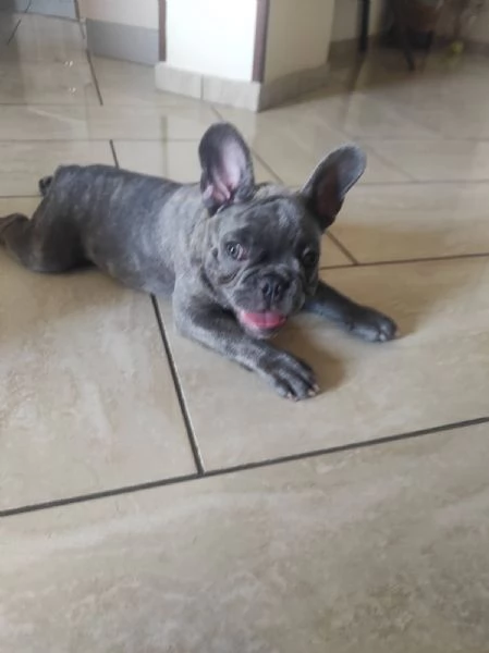 Bulldogue Francese