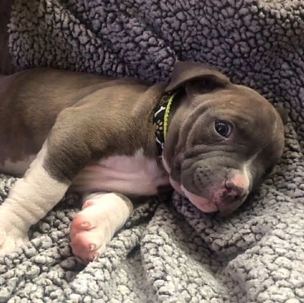 pitbull in vendita