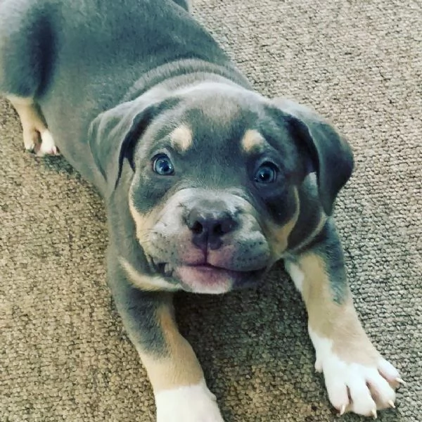 cane pitbull in vendita