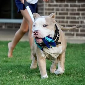 pitbull blue nose in vendita