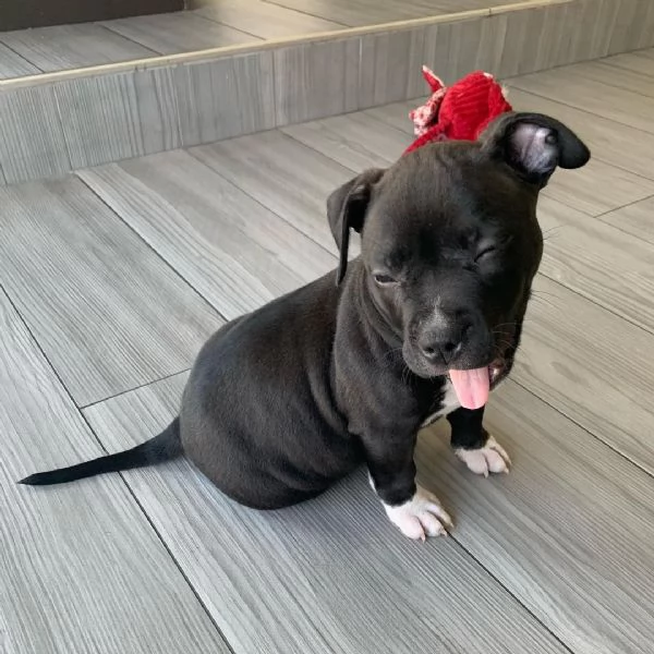  pitbull in vendita subito 