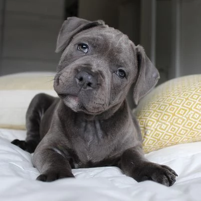 pitbull red nose in vendita