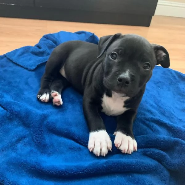 pitbull terrier vendita