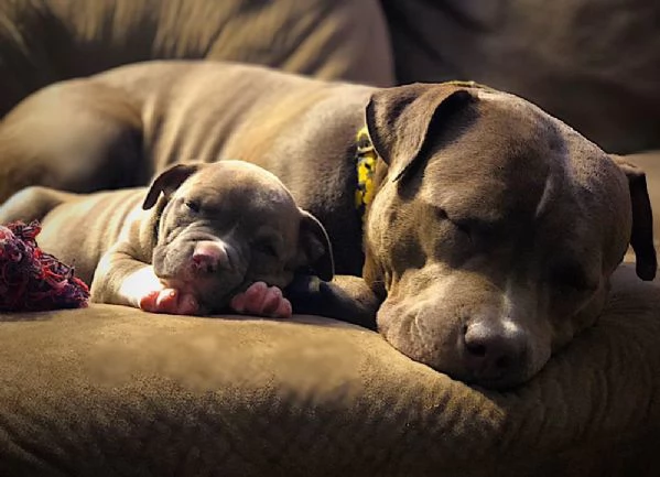 pitbull xxl vendita
