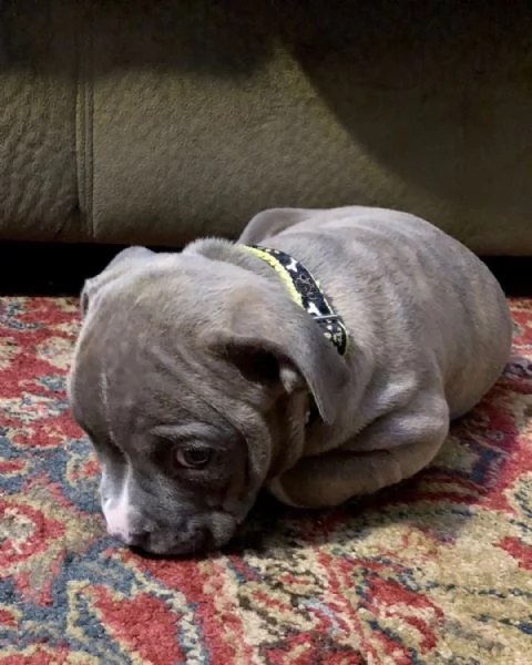 pitbull ukc vendita | Foto 0