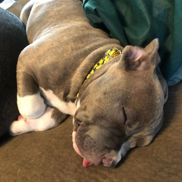 pitbull nano in vendita