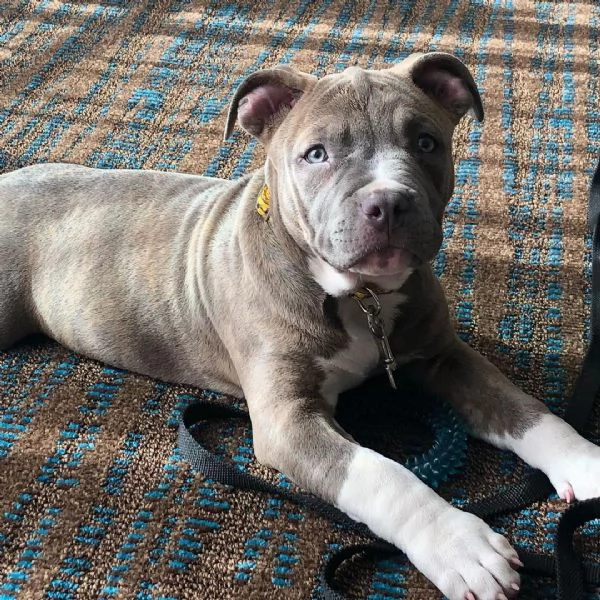 pitbull nano in vendita | Foto 2