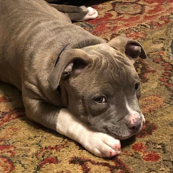 pitbull nano in vendita | Foto 0