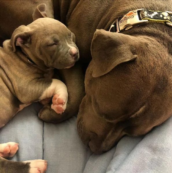 pitbull merle vendita | Foto 2