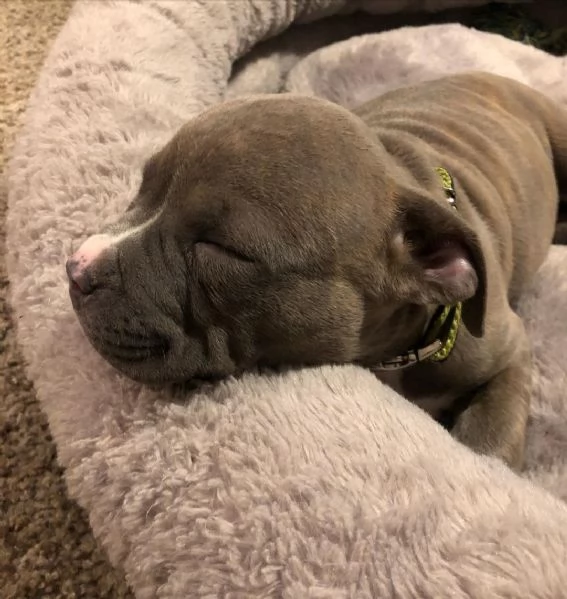 pitbull merle vendita