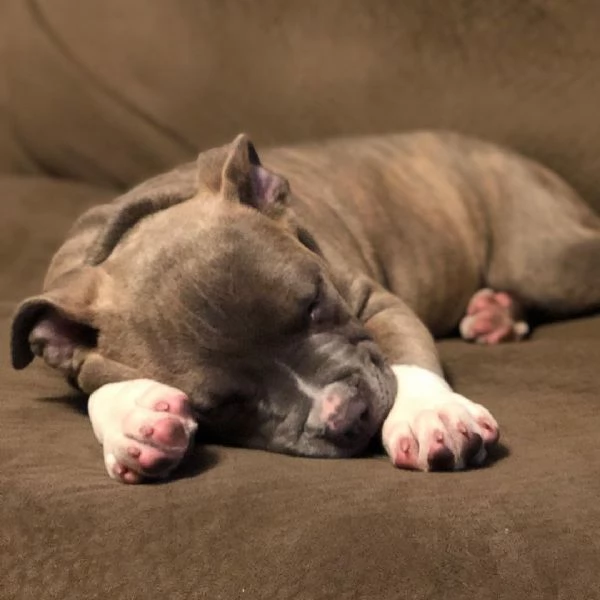 pitbull merle vendita | Foto 0