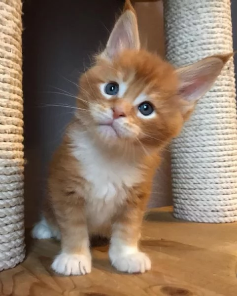 Adorabili gatti del Mainecoon