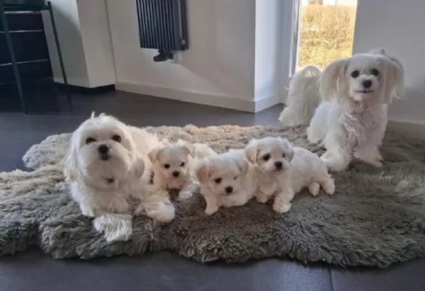 Dolcissimi cuccioli maltesi di razza pura