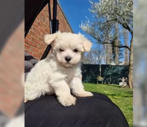 Dolcissimi cuccioli maltesi di razza pura | Foto 1