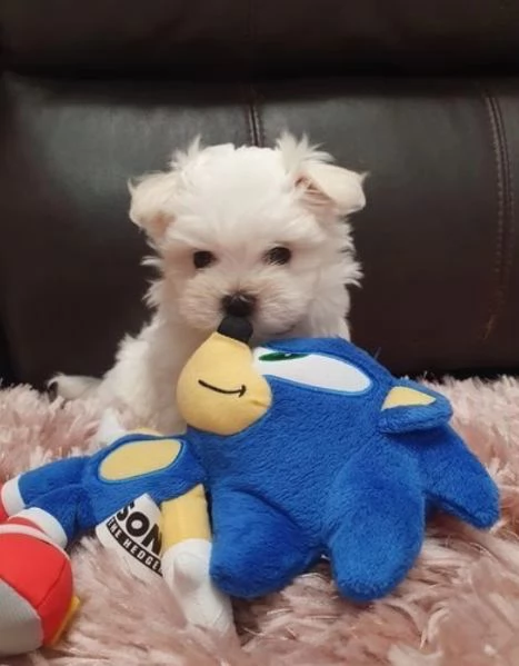 Cuccioli maltesi maschi e femmine con tutti i documenti | Foto 2