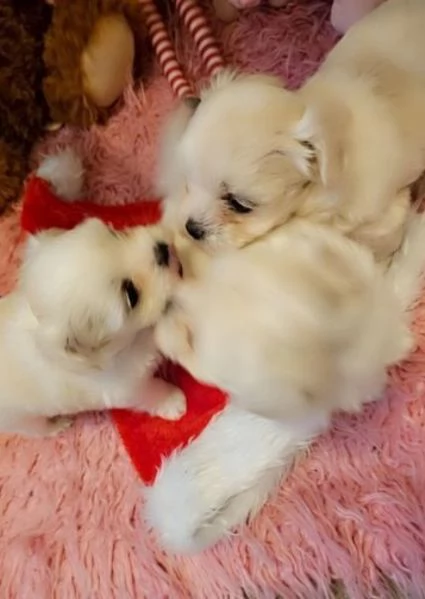 Cuccioli maltesi maschi e femmine con tutti i documenti | Foto 0