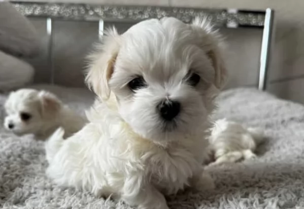 CUCCIOLI DI Maltese ALLEVATI CON AMORE per adozione