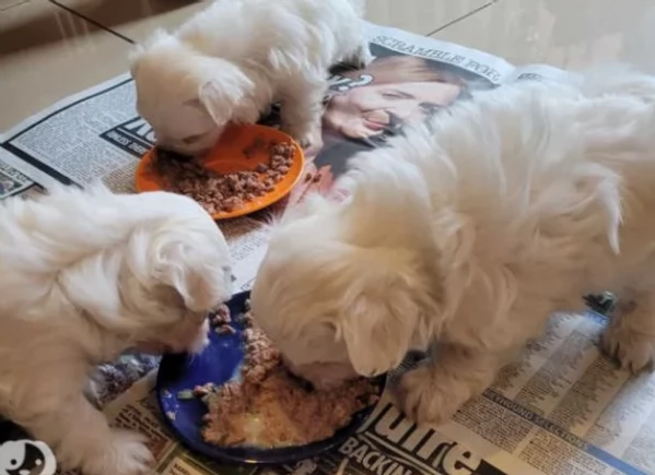 Bellissimi cuccioli maschio e femmina nani maltesi dolcissimi