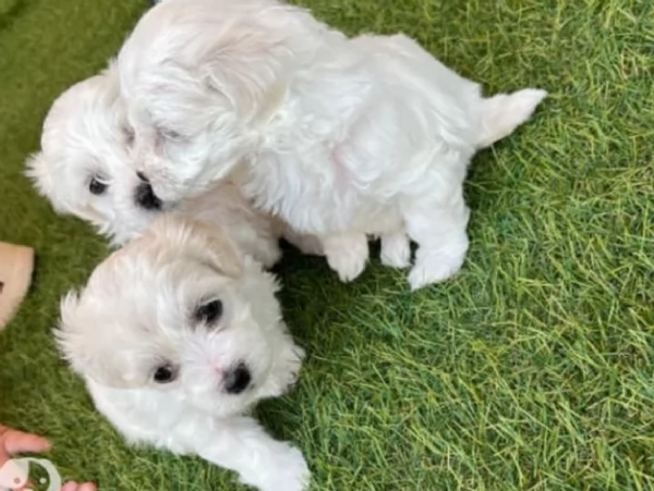 Bellissimi cuccioli maschio e femmina nani maltesi dolcissimi