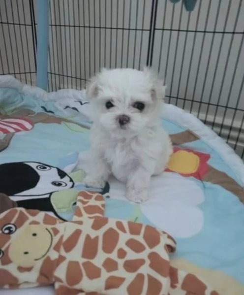 CUCCIOLI DI Maltese ALLEVATI CON AMORE per adozione | Foto 1