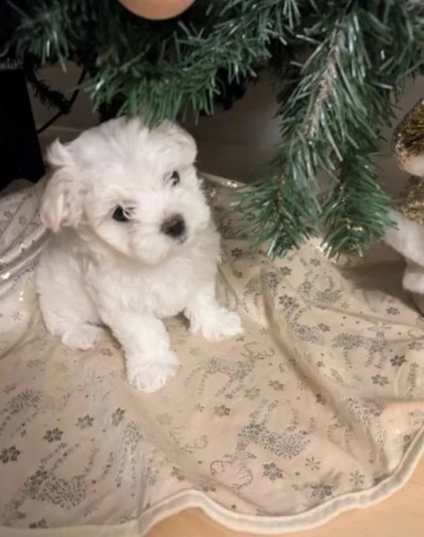 CUCCIOLI DI Maltese ALLEVATI CON AMORE per adozione | Foto 0