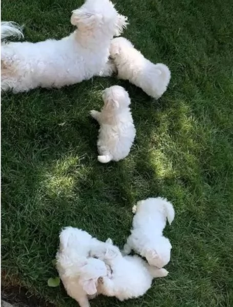 Bellissimi cuccioli maschio e femmina nani maltesi dolcissimi e affettuosi