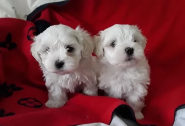 Bellissimi cuccioli maschio e femmina nani maltesi dolcissimi e affettuosi