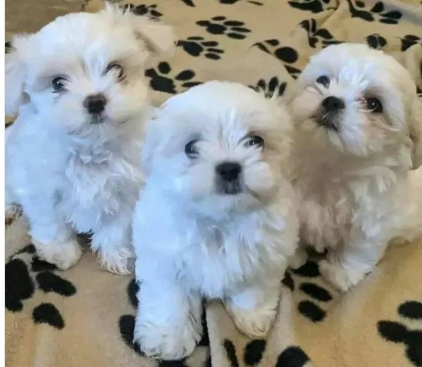 Bellissimi cuccioli maschio e femmina nani maltesi dolcissimi e affettuosi