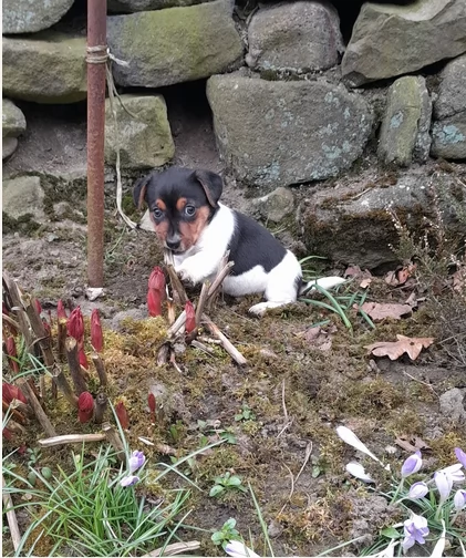 Dolcissimi cuccioli di JackRussel razza pura | Foto 1