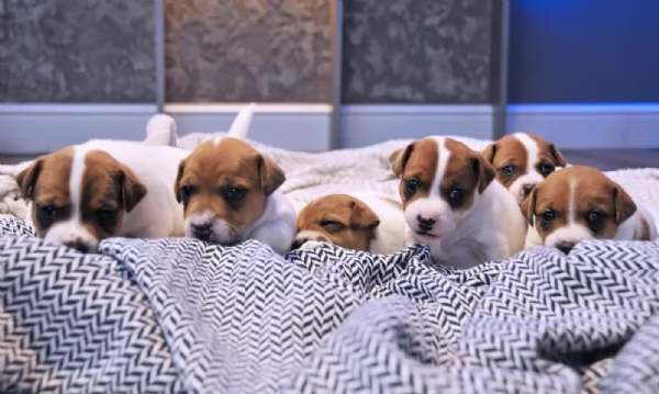 Dolcissimi cuccioli di JackRussel razza pura | Foto 0