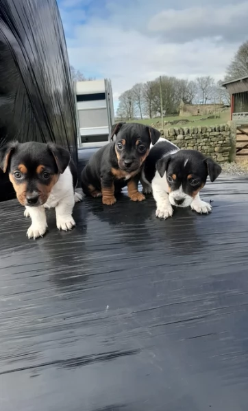Dolcissimi cuccioli di JackRussel razza pura