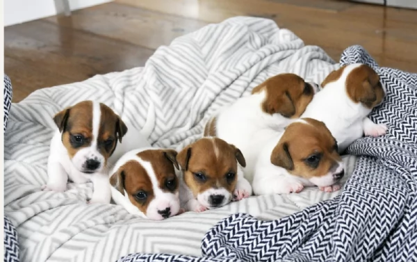 Dolcissimi cuccioli di JackRussel razza pura