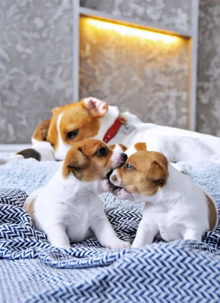 Dolcissimi cuccioli di JackRussel razza pura | Foto 0