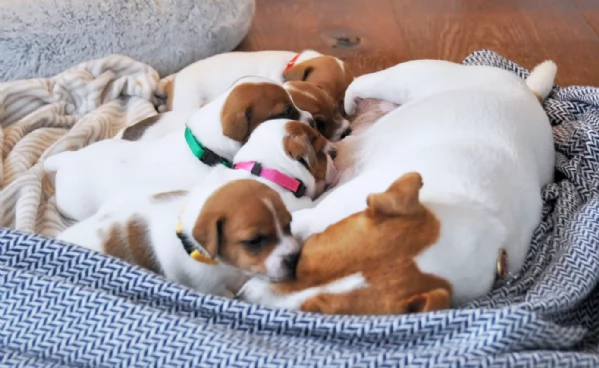 Dolcissimi cuccioli di JackRussel razza pura | Foto 0