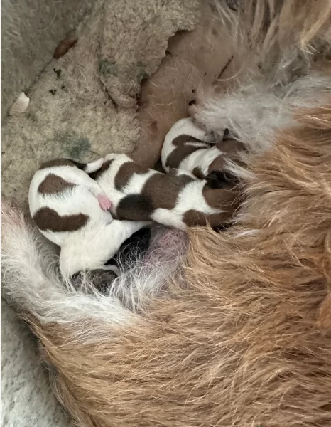 Dolcissimi cuccioli di JackRussel razza pura